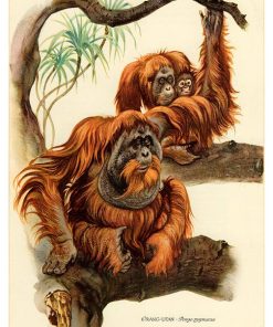 Orang-Utan, Sabah, Sarawak, Kalimantan, Adv-177