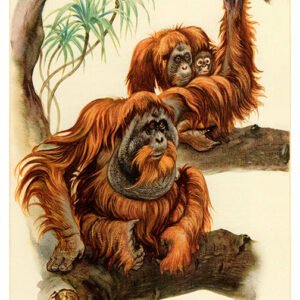 Orang-Utan, Sabah, Sarawak, Kalimantan, Adv-177