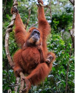 Orang-Utan, Adv-178