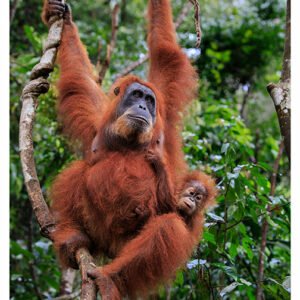 Orang-Utan, Adv-178