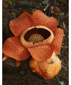 Rafflesia, Adv-179