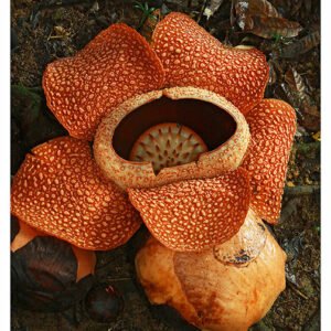 Rafflesia, Adv-179