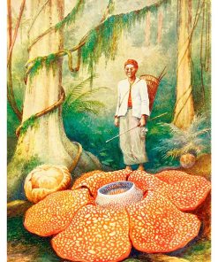 Rafflesia, Adv-180