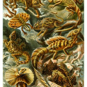 Vintage Nature, Natr-001.