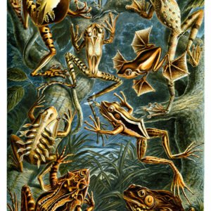 Vintage Nature, Natr-002.