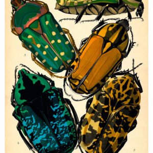 Vintage Nature, Natr-006.