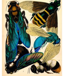 Vintage Nature, Natr-009.