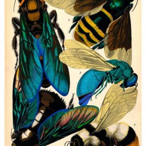 Vintage Nature, Natr-009.