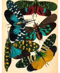 Vintage Nature, Natr-011.