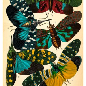 Vintage Nature, Natr-011.