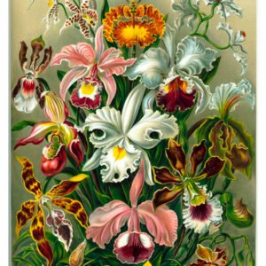 Vintage Nature, Natr-017.