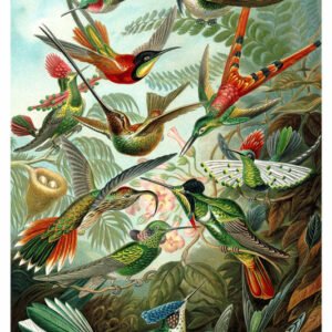 Vintage Nature, Natr-024.