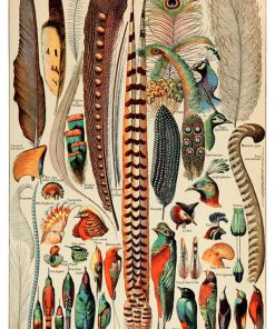 Vintage Nature, Natr-026.