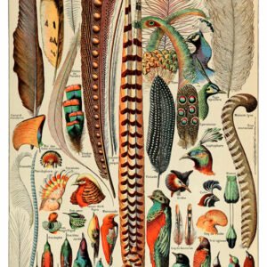 Vintage Nature, Natr-026.