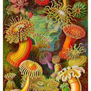 Vintage Nature, Natr-028.