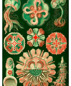 Vintage Nature, Natr-029.