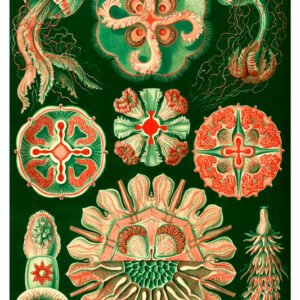 Vintage Nature, Natr-029.