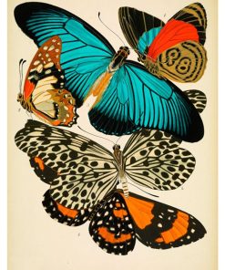 Vintage Nature, Natr-031.