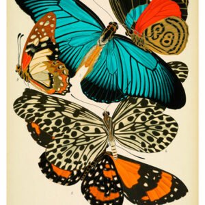 Vintage Nature, Natr-031.