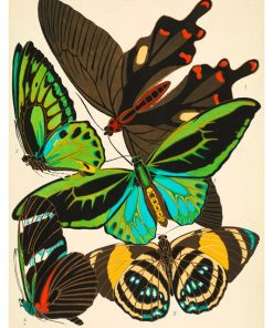 Vintage Nature, Natr-034.