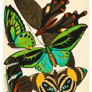 Vintage Nature, Natr-034.