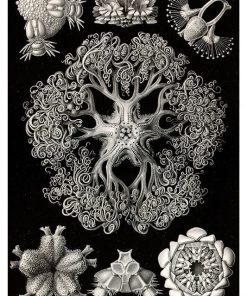Vintage Nature, Natr-035.
