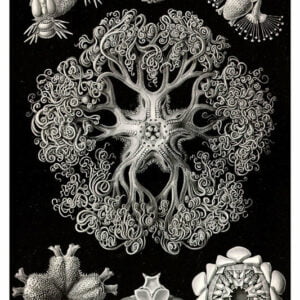 Vintage Nature, Natr-035.