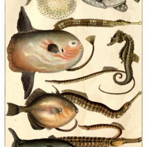 Vintage Nature, Natr-068.