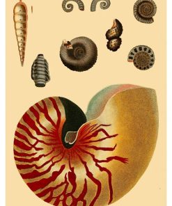 Vintage Nature, Natr-071.