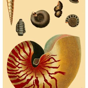 Vintage Nature, Natr-071.