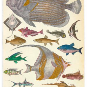 Vintage Nature, Natr-076.