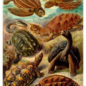 Vintage Nature, Natr-081.