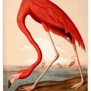 Vintage Nature, Natr-084.