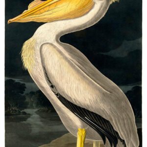 Vintage Nature, Natr-085.