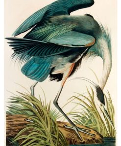Vintage Nature, Natr-086.
