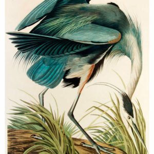 Vintage Nature, Natr-086.