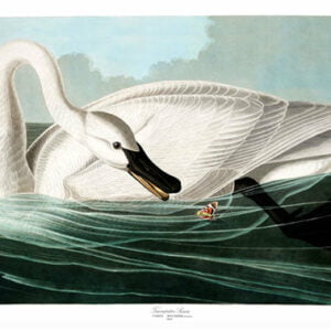 Vintage Nature, Natr-088.