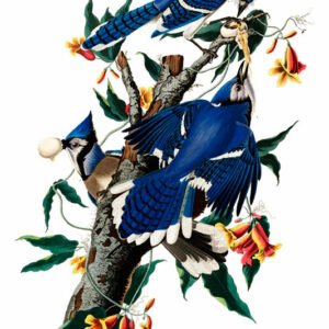 Vintage Nature, Natr-090.