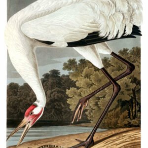 Vintage Nature, Natr-091.