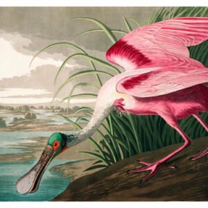 Vintage Nature, Natr-092.