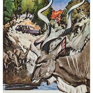 South Africa, SA-41.