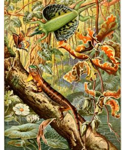 Vintage Nature, Natr-003