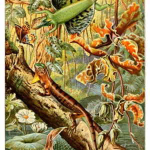 Vintage Nature, Natr-003