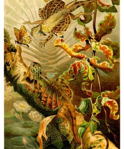 Vintage Nature, Natr-004
