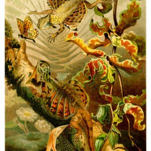 Vintage Nature, Natr-004