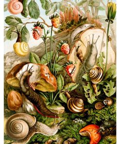 Vintage Nature, Natr-005