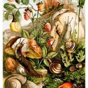 Vintage Nature, Natr-005