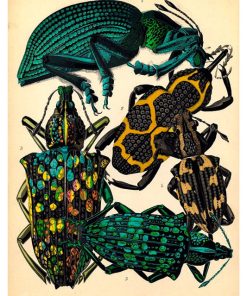 Vintage Nature, Natr-007