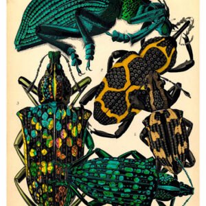 Vintage Nature, Natr-007