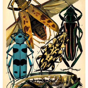 Vintage Nature, Natr-008